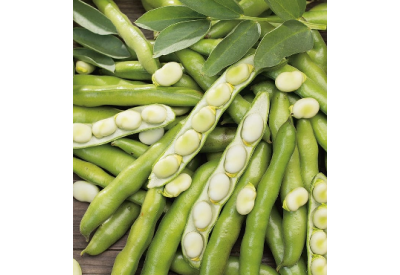Bunyards Exhibition Broad Bean (1/2 pint)